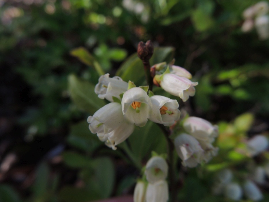 Close up image of a cluster of white blueberry flowers