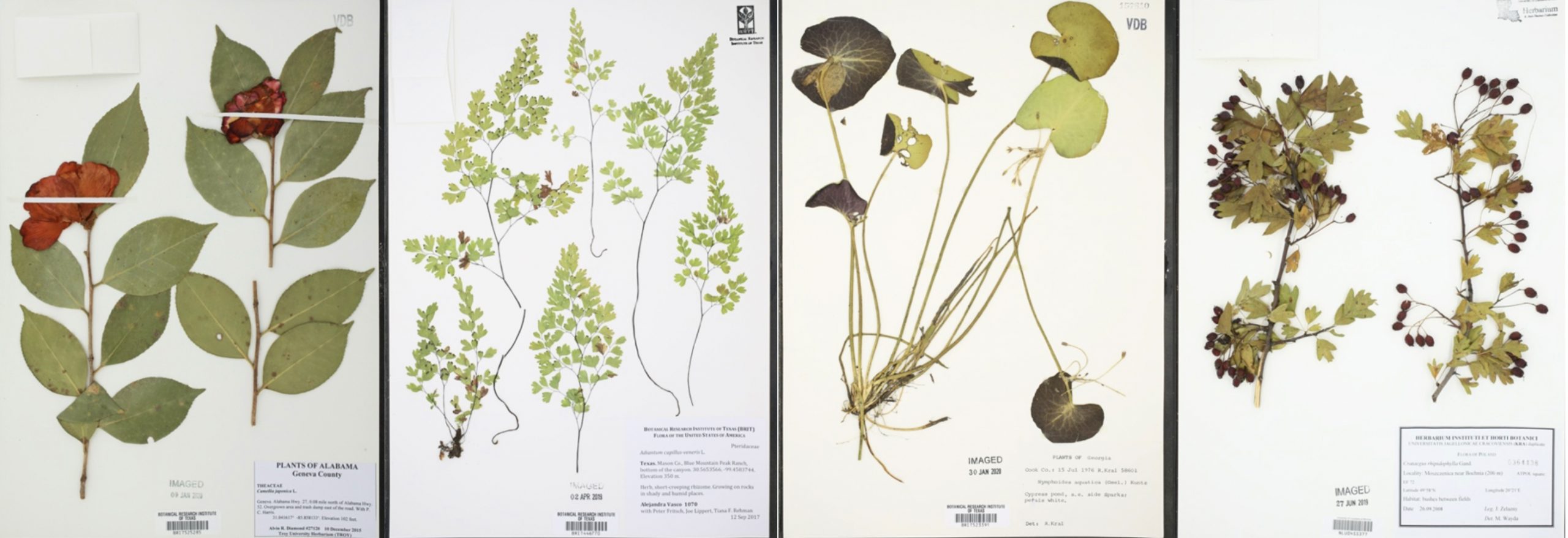 Collecting Collections; Tiana F. Rehman, BRIT Herbarium Botanical Research Institute of Texas
