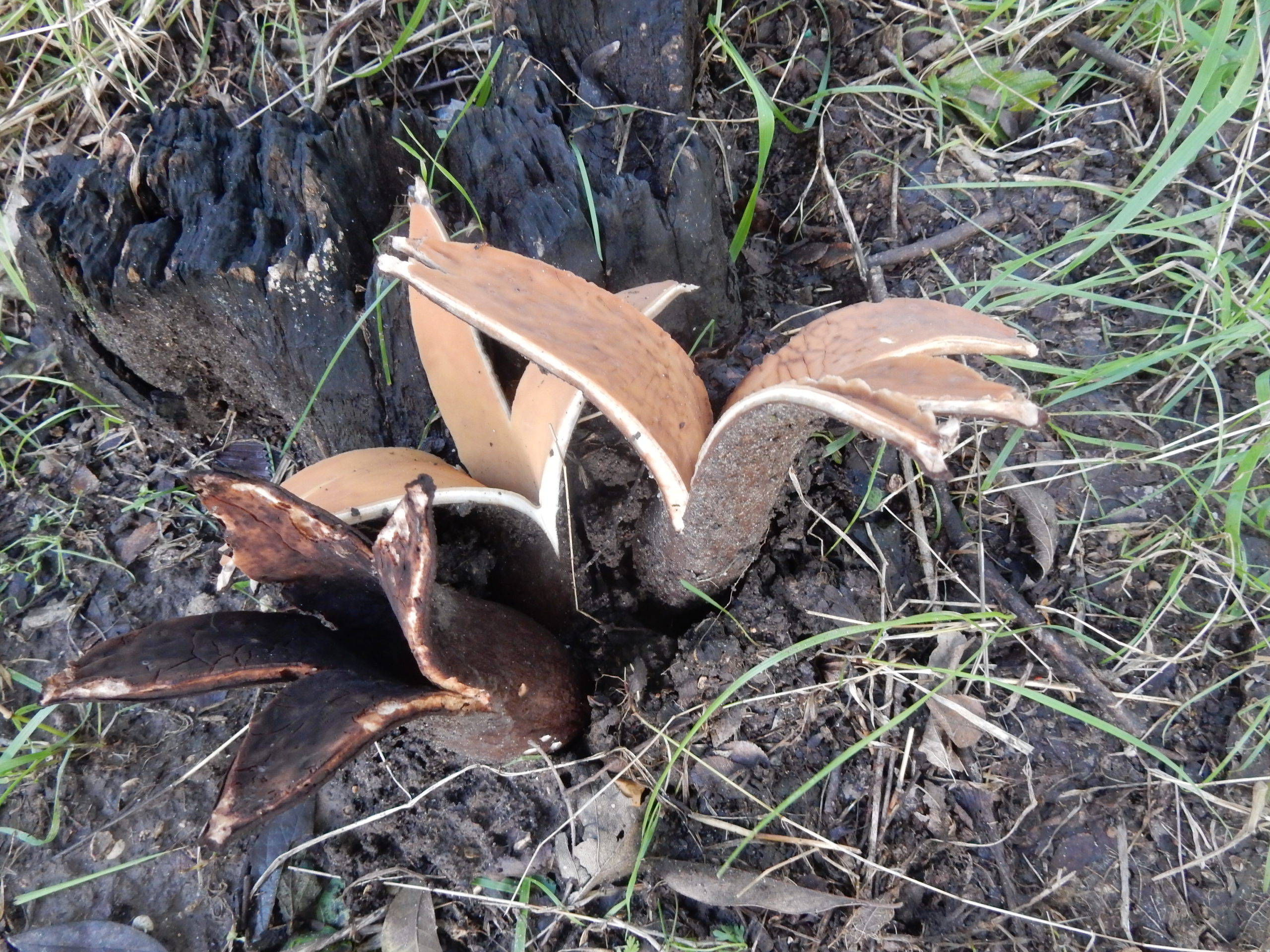 Texas Star Mushroom now State Mushroom of Texas Botanical Research