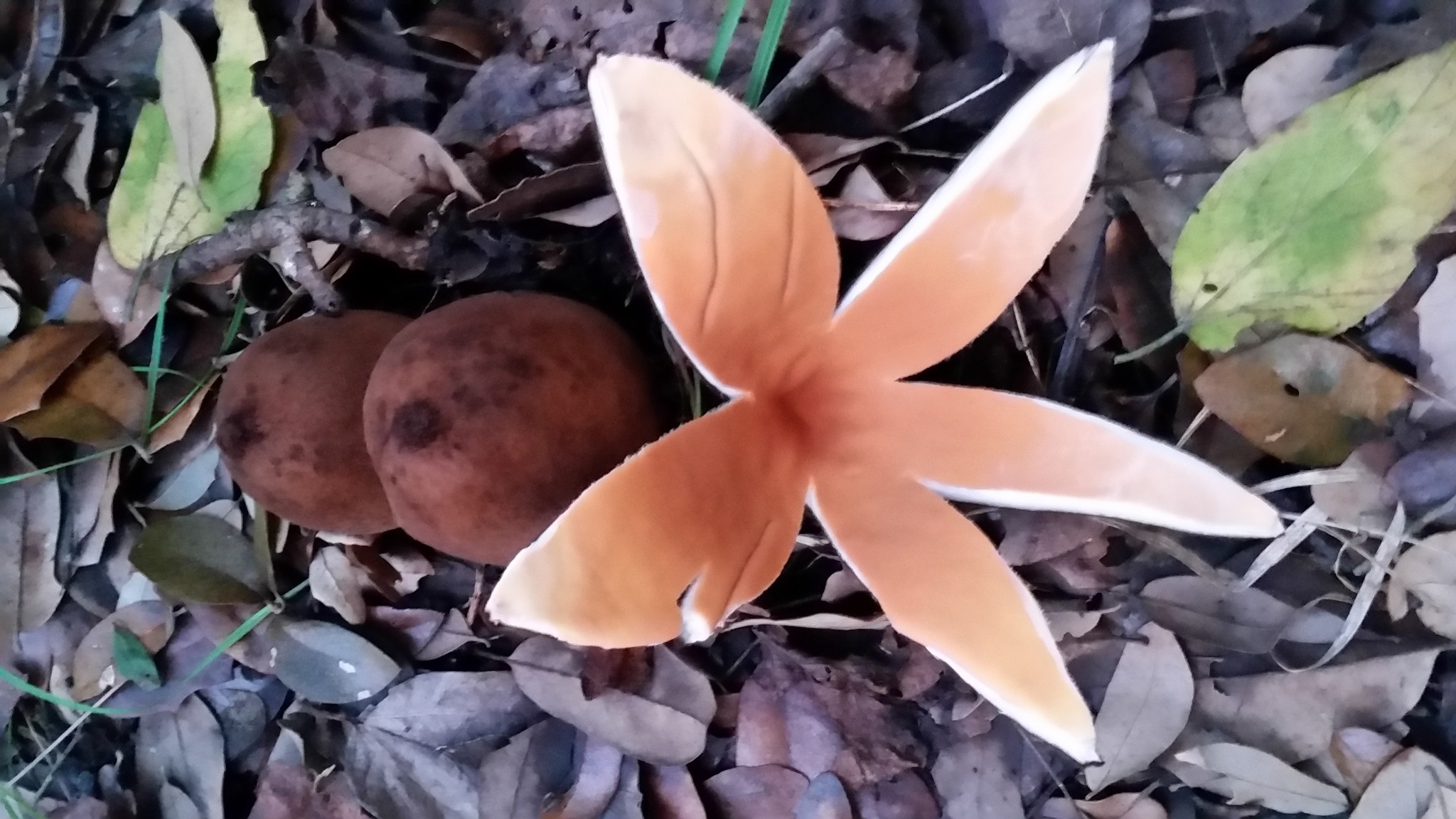 Texas Legislature Designates State Mushroom Botanical Research