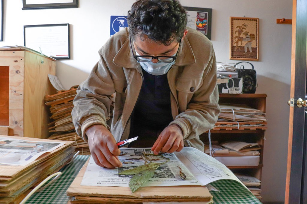 A man wearing glasses and a mask over his nose and mouth leans over a flat, dry specimen in a sheet of newspaper. The man is wearing a tan jacket, dark shirt, and holds a scalpel or cutting device. Based on the stack of flat cardboard pieces that are stacked up under the specimen, we infer that this is a specimen that came from a plant press. In the background are other presses stacked up on shelves and framed art and degrees on the wall. The table where the man works has a green and white checkered tablecloth or surface.