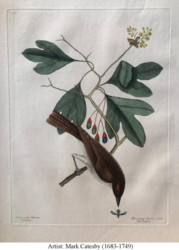 Illustration of Sassafras with bird and insect by Mark Catesby, published 1754. A colored drawing of a bird peering at a flying insect while perched on a twig. The sassafras leaves are green with three lobes. The flowers are small, yellow, and star-like with 6 petals. The pendulous fruit are greenish-blue with a red cup-like base where they attach to the fruit stalk. The bird has brown head, back, and wings and light underparts. It has a black bill and gray legs and a red eyebrow. The insect is blue-gray, with one set of dark gray wings. It appears fly-like.