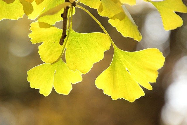 Ginkgo biloba leaves in the autumn.