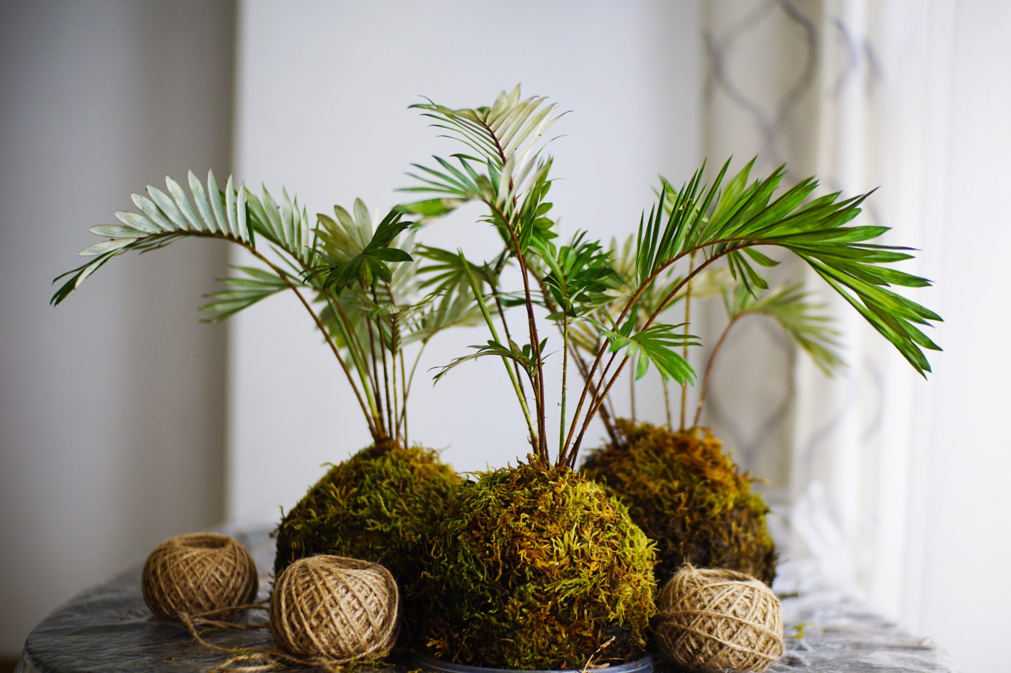 Kokedama - Japanese moss ball planter