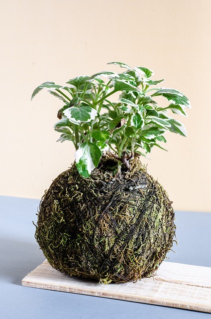 Kokedama, Japanese moss ball planter