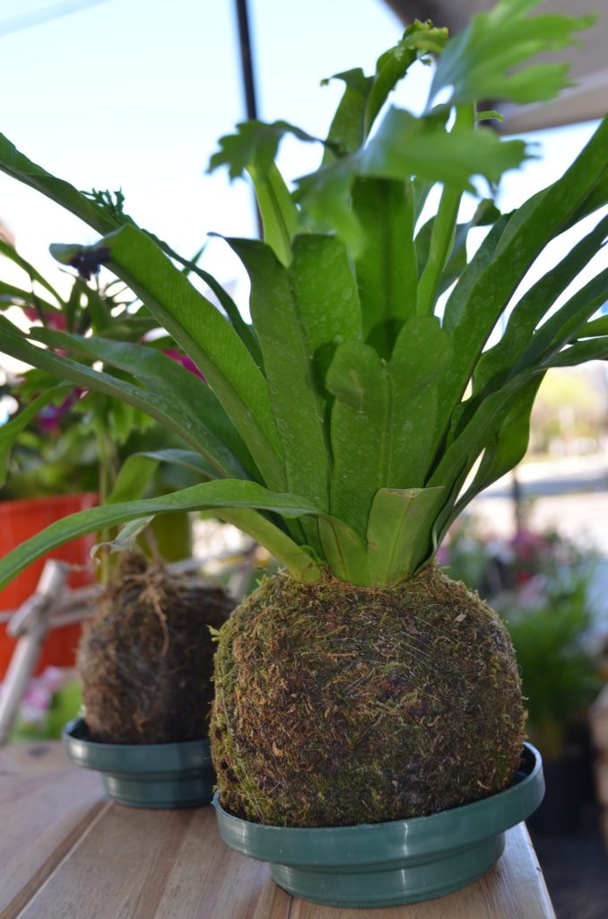 Kokedama moss ball with plant growing from the ball.