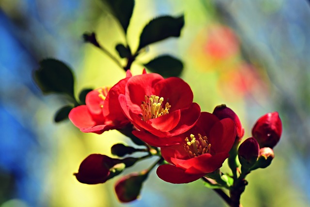 Flowering Quince (Chaenomeles speciosa)