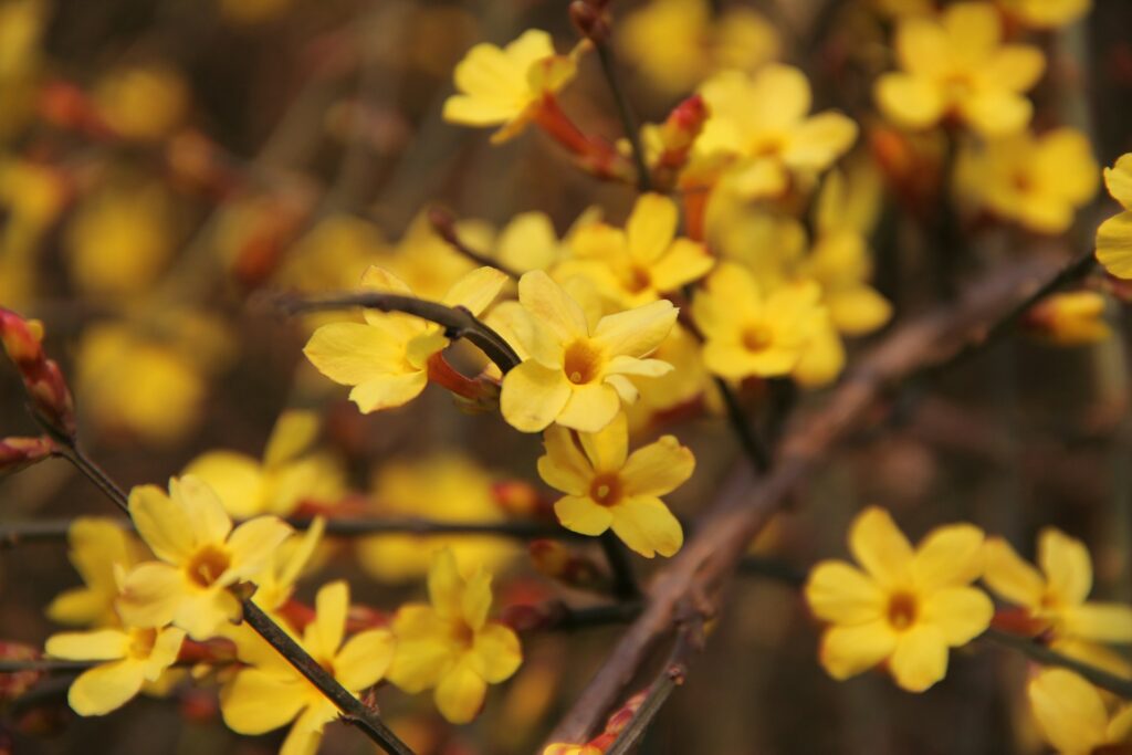 Winter Jasmine (Jasminum nudiflorum)