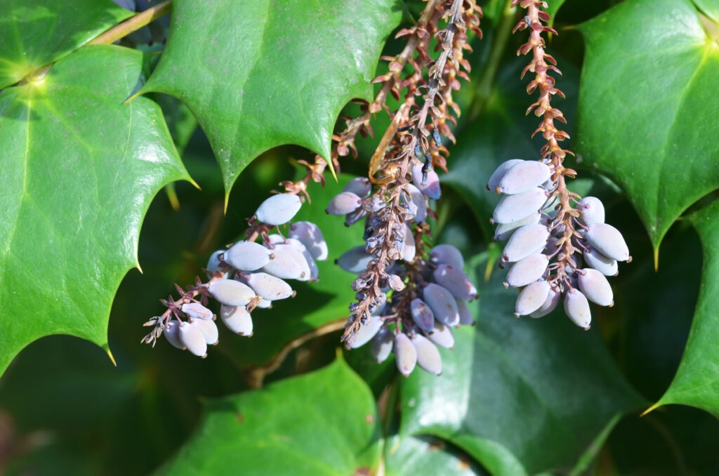 Leatherleaf Mahonia ((Mahonia bealei)