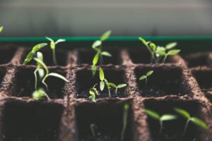 Seedlings