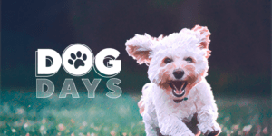 Dog image with Dog Days logo
